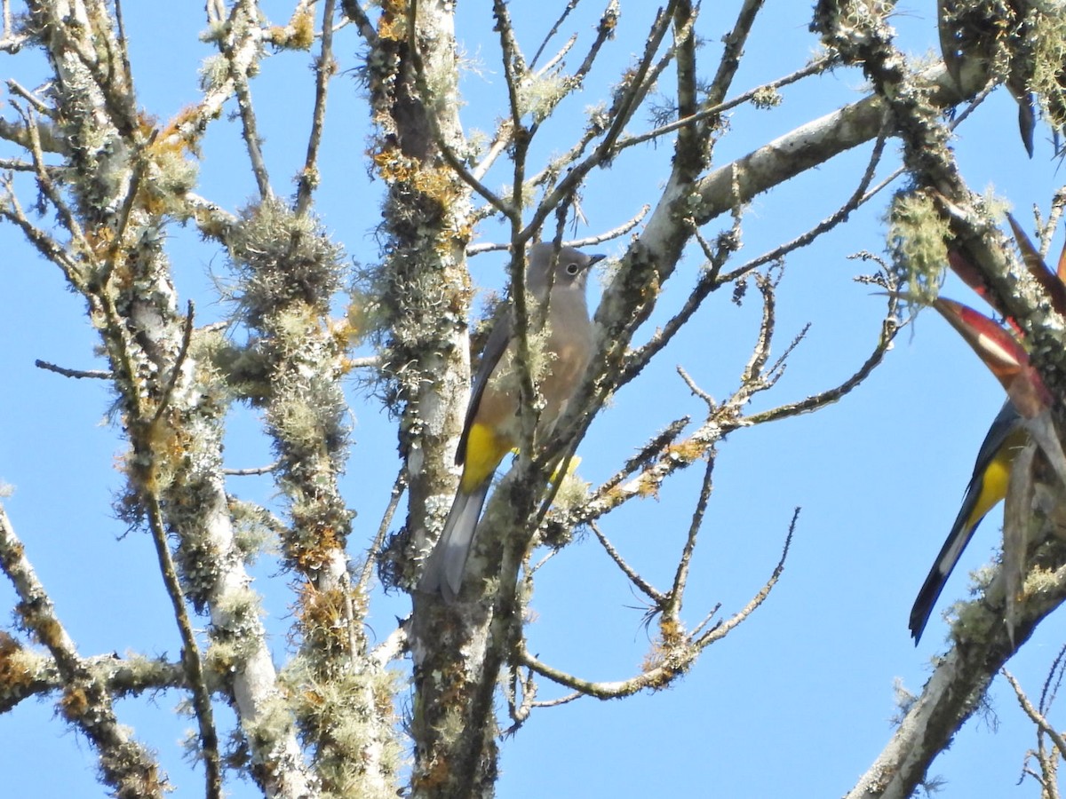 Grauseidenschnäpper - ML644183203