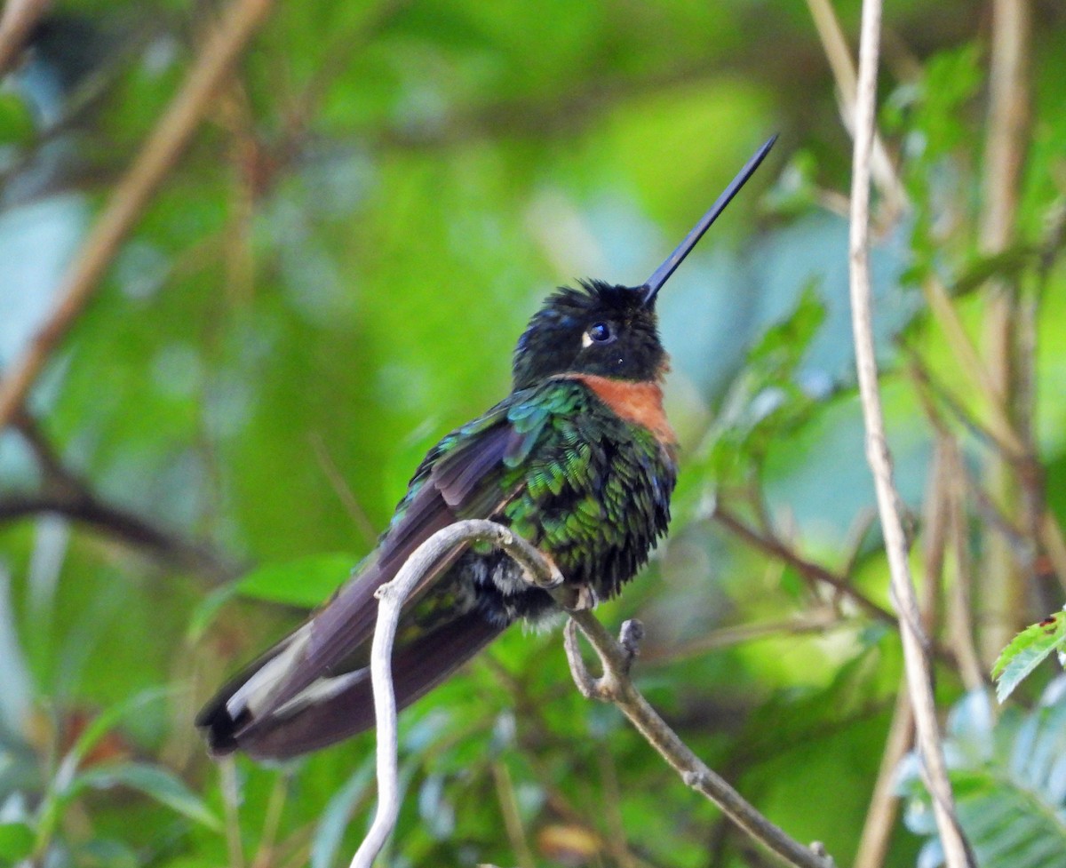 Gould's Inca - ML644183209