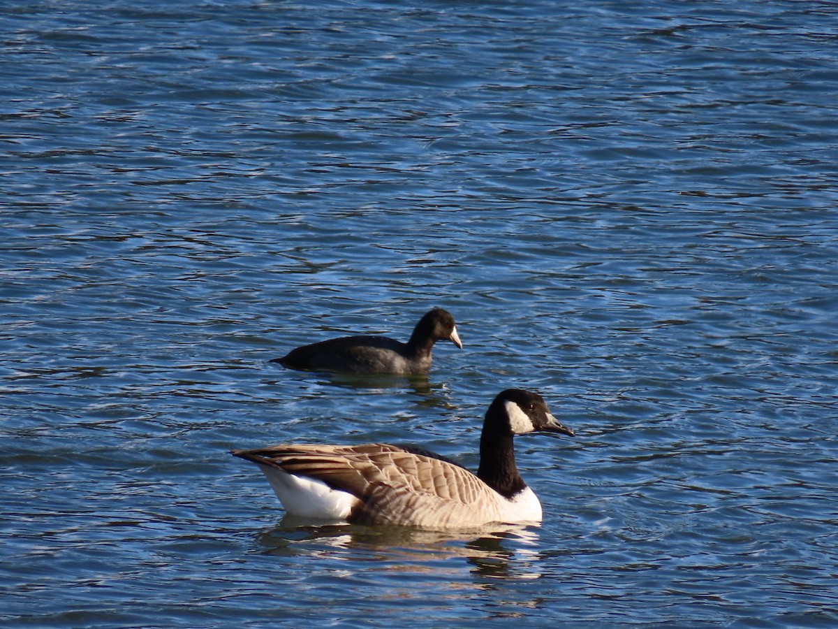 American Coot - ML644183213