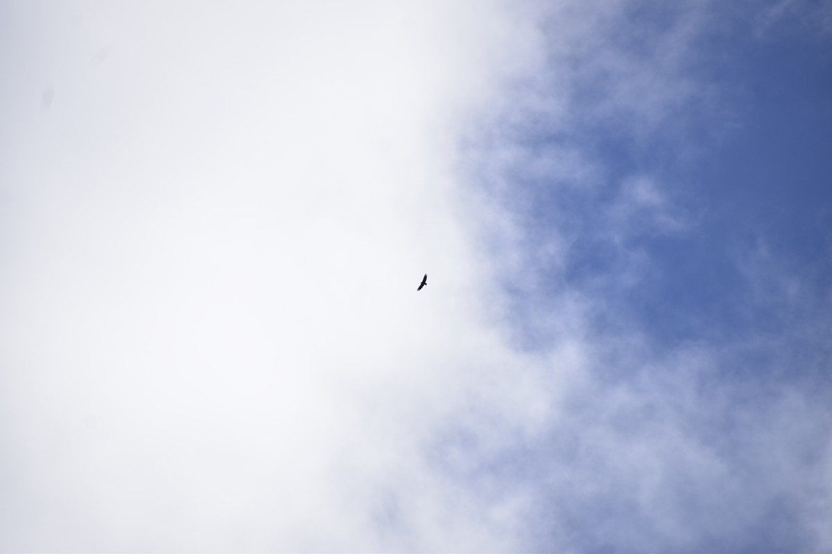 Black Vulture - ML644183220