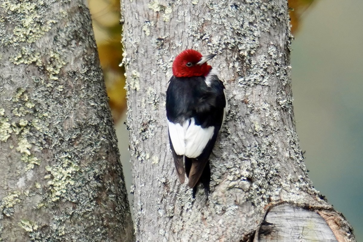 Red-headed Woodpecker - ML644183233