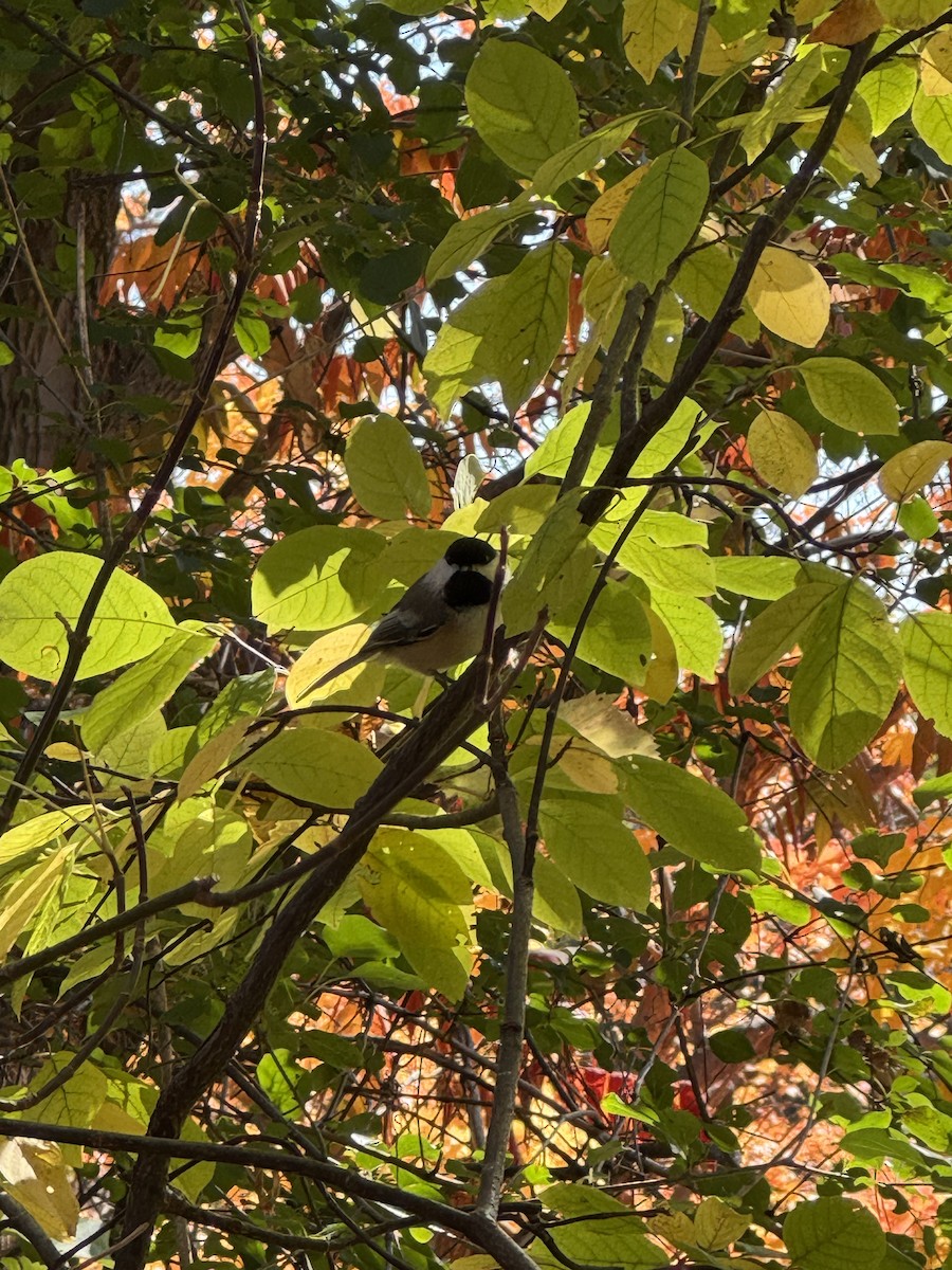 Black-capped Chickadee - ML644183240