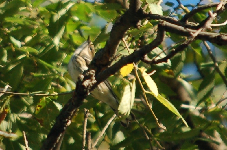 Vireo sp. - ML644183252