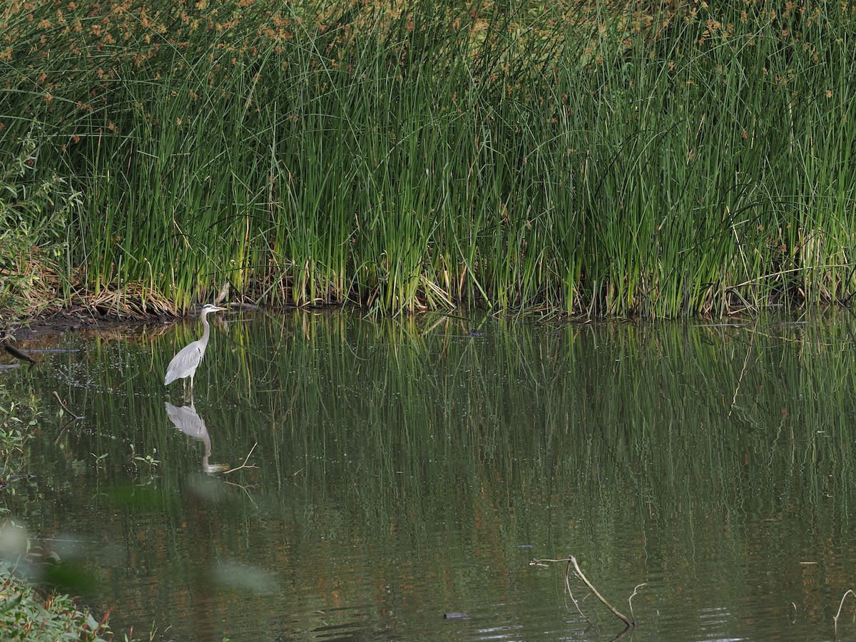 Great Blue Heron - ML644183261