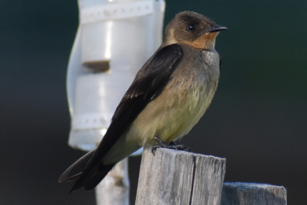 Golondrina Gorjirrufa - ML644183271