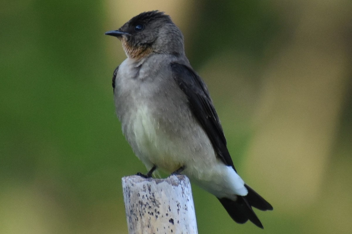 Golondrina Gorjirrufa - ML644183273