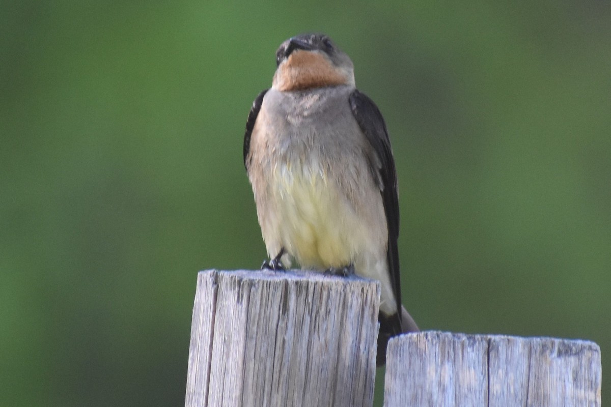 Golondrina Gorjirrufa - ML644183278