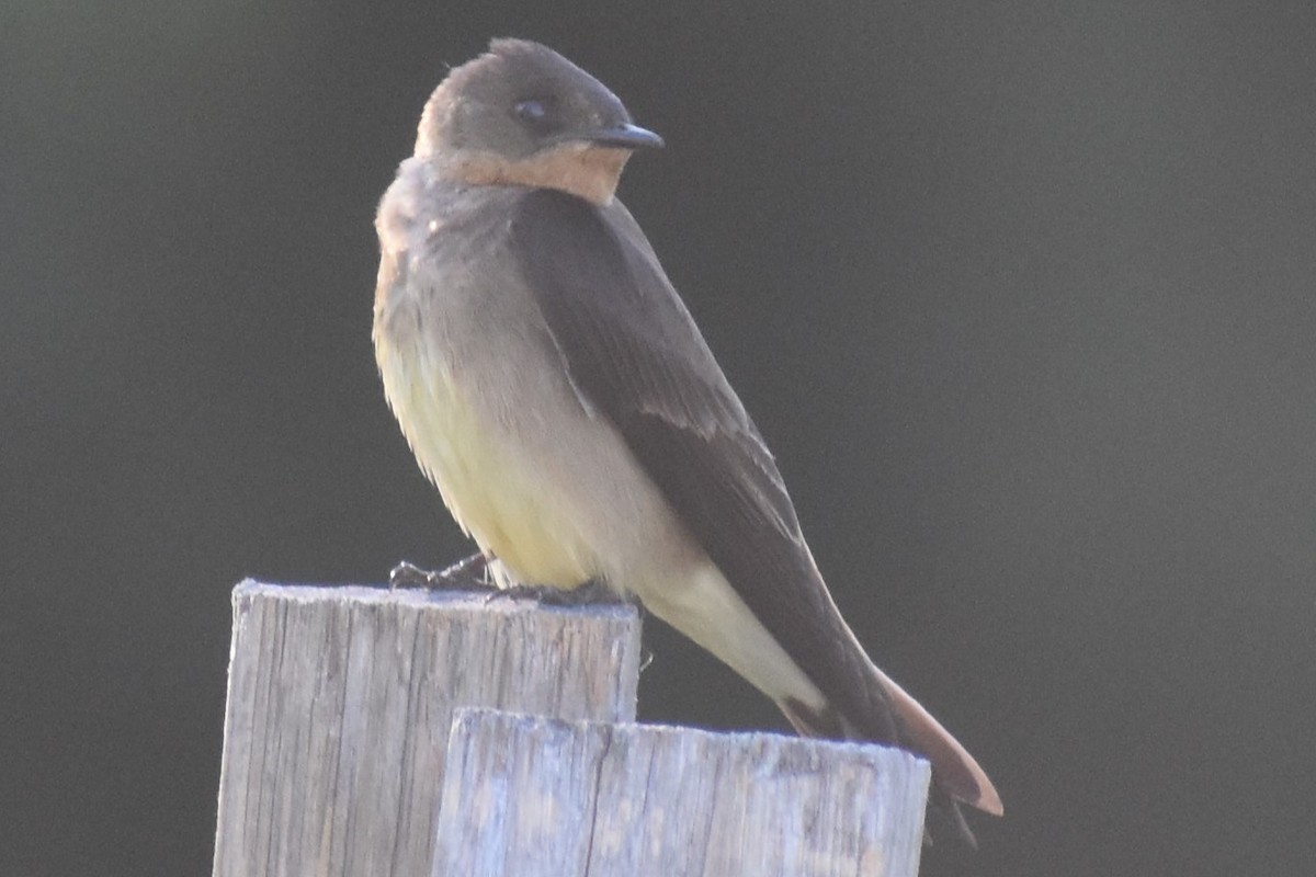 Golondrina Gorjirrufa - ML644183279