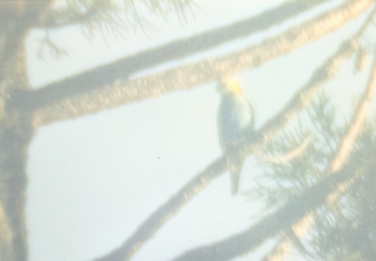 Pale-headed Rosella - ML644183283