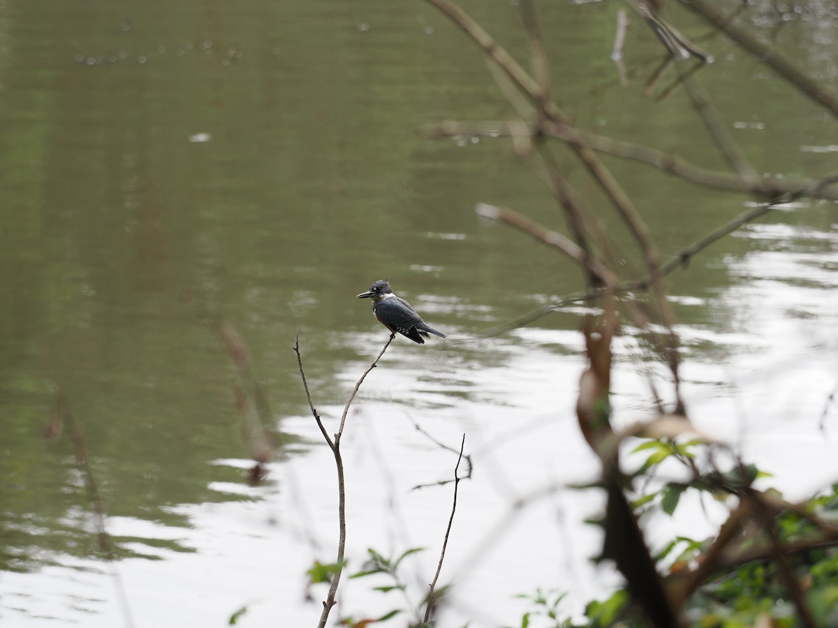 Belted Kingfisher - ML644183296