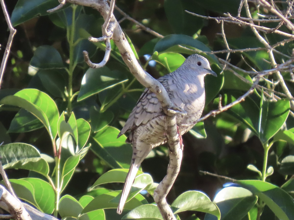 Inca Dove - ML644183306