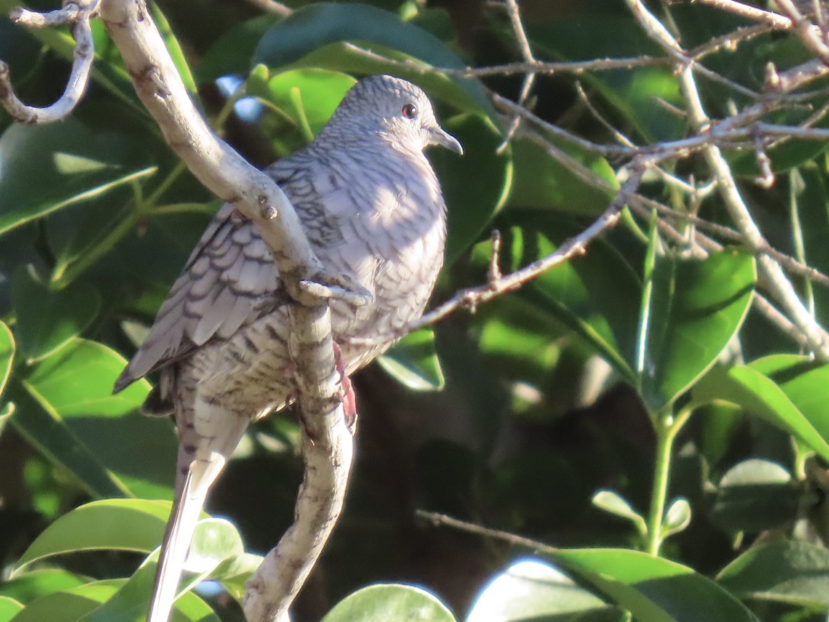 Inca Dove - ML644183313