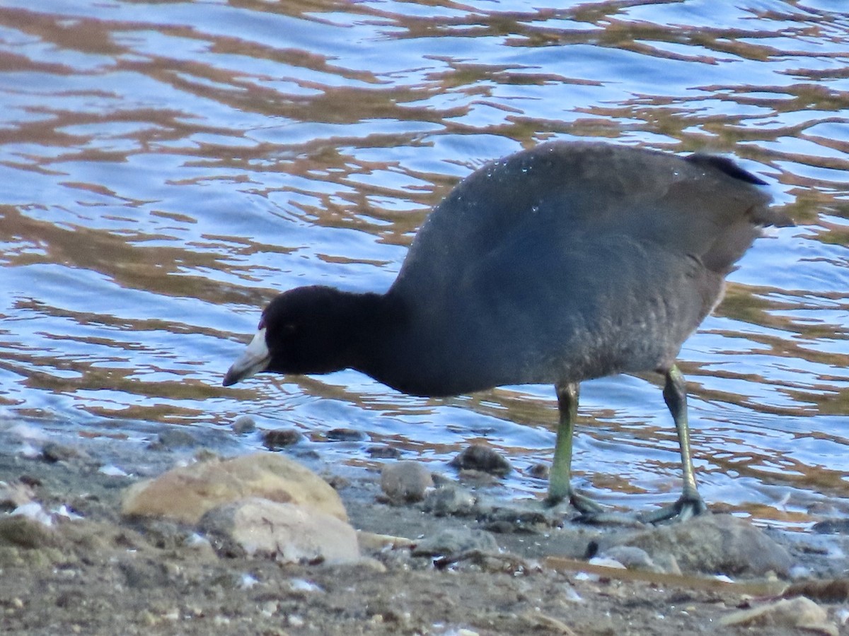 American Coot - ML644183327