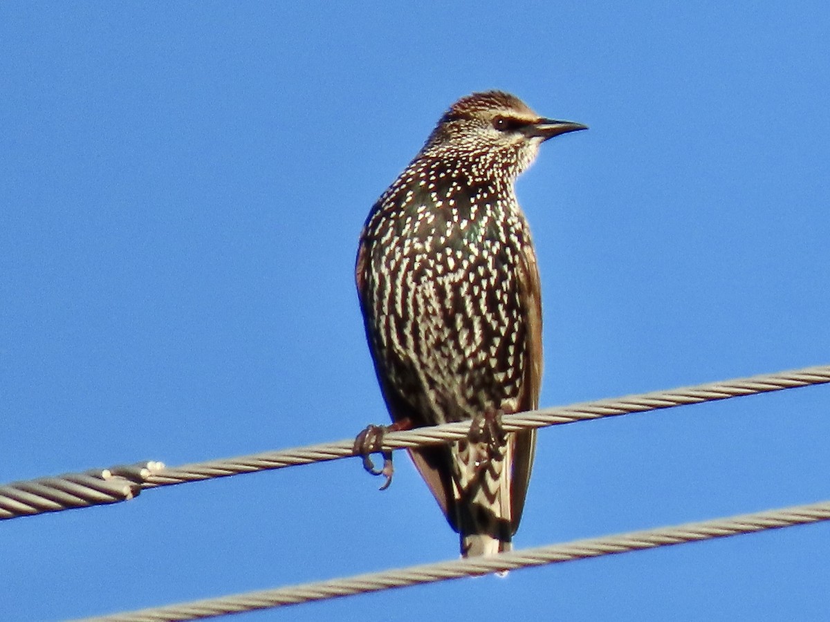 European Starling - ML644183333