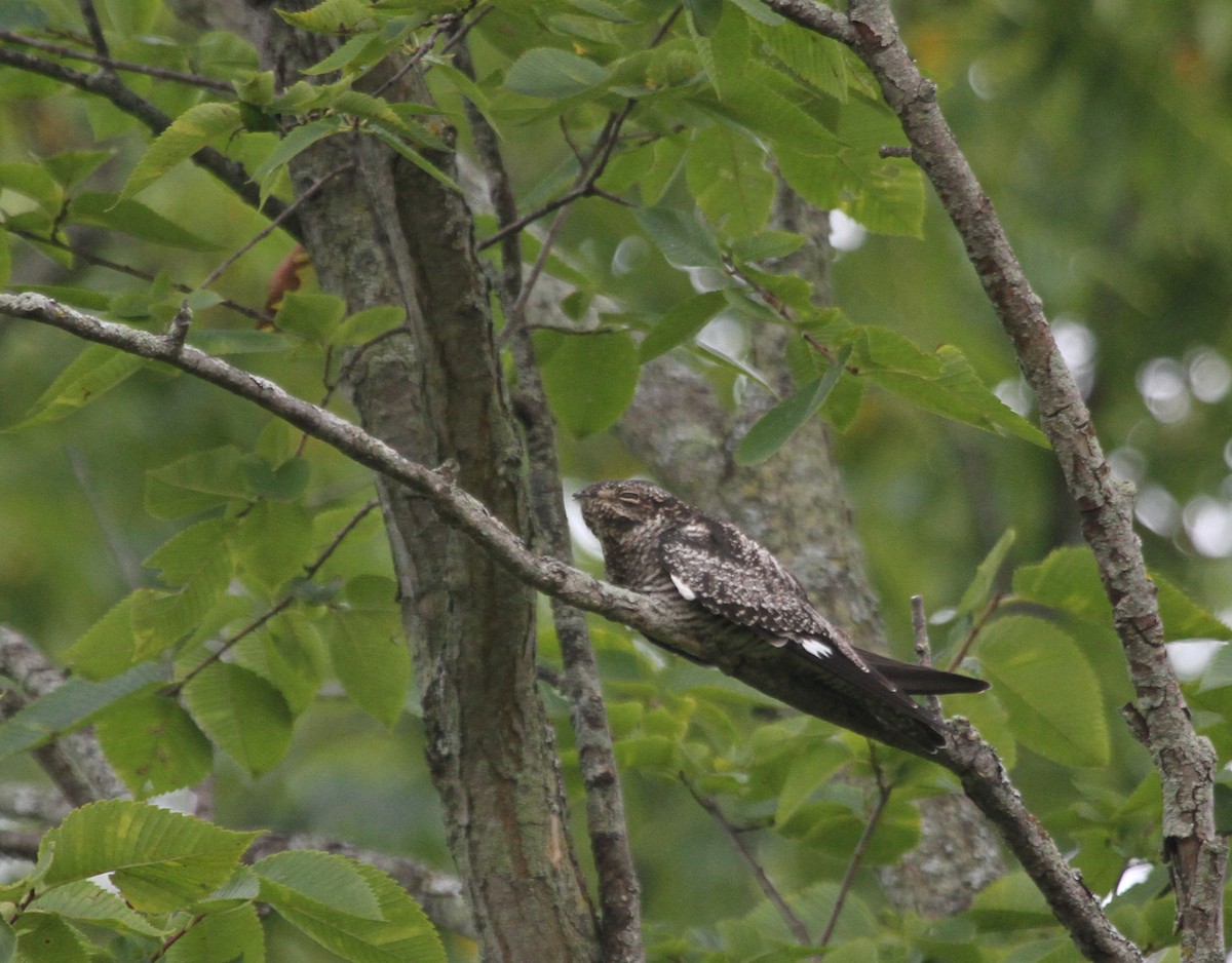 Common Nighthawk - ML644183341