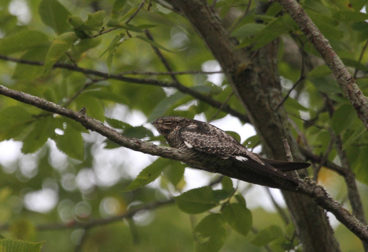 Common Nighthawk - ML644183342