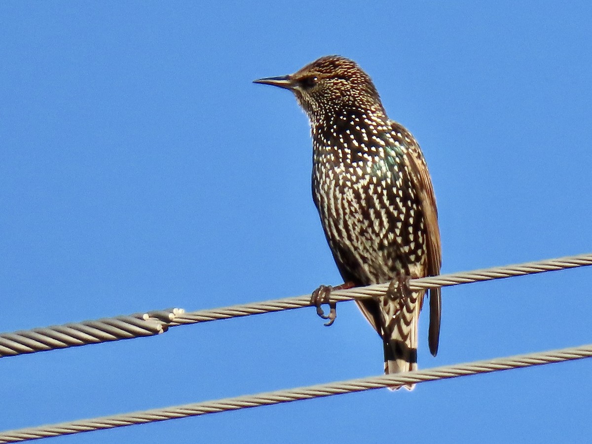 European Starling - ML644183343
