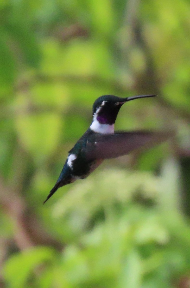 White-bellied Woodstar - ML644183345