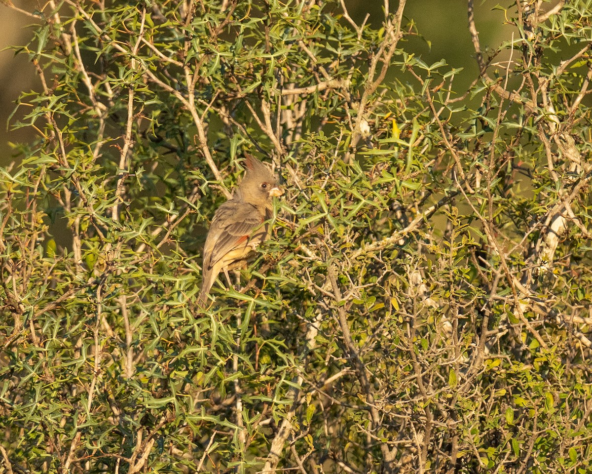 Pyrrhuloxia - ML644183351