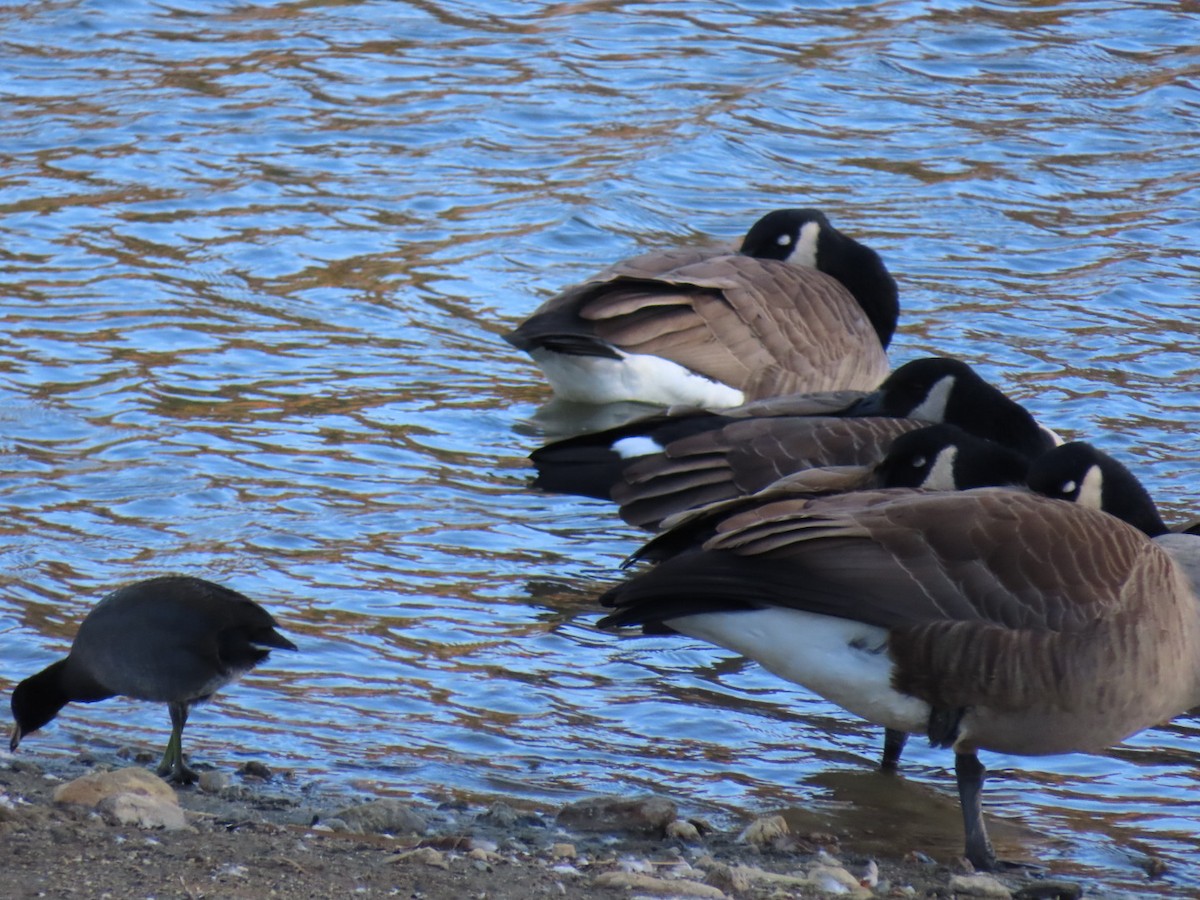 American Coot - ML644183359