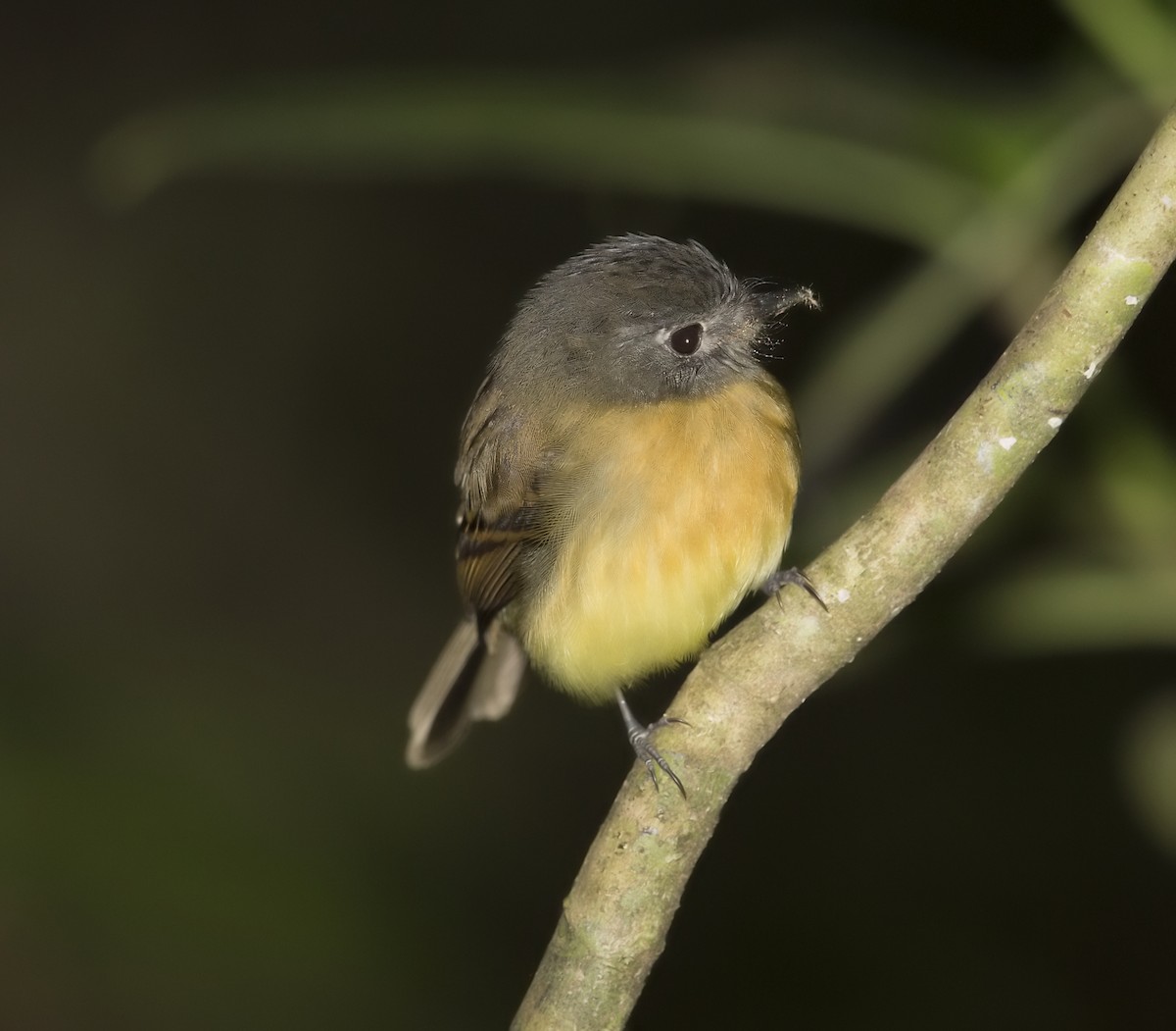 Tawny-chested Flycatcher - ML644183376