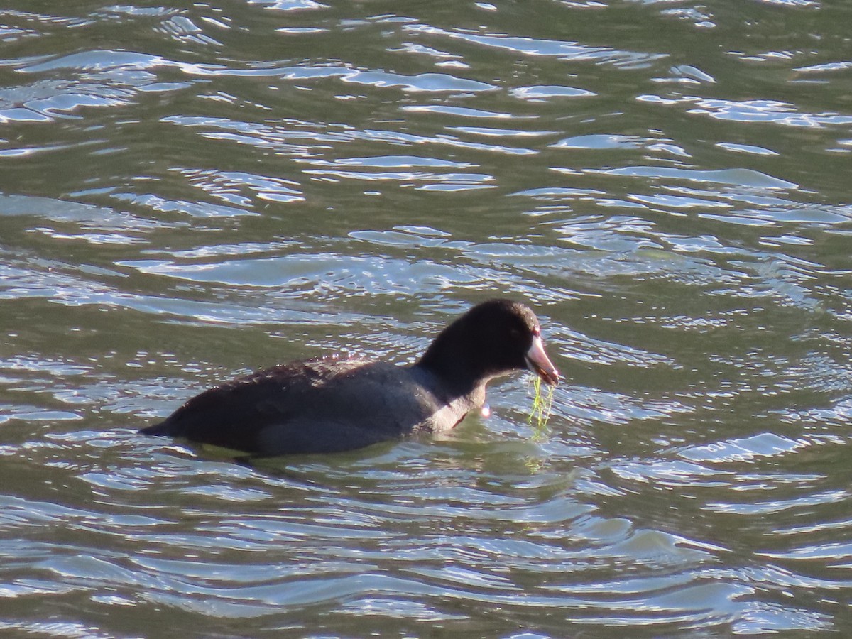 American Coot - ML644183377