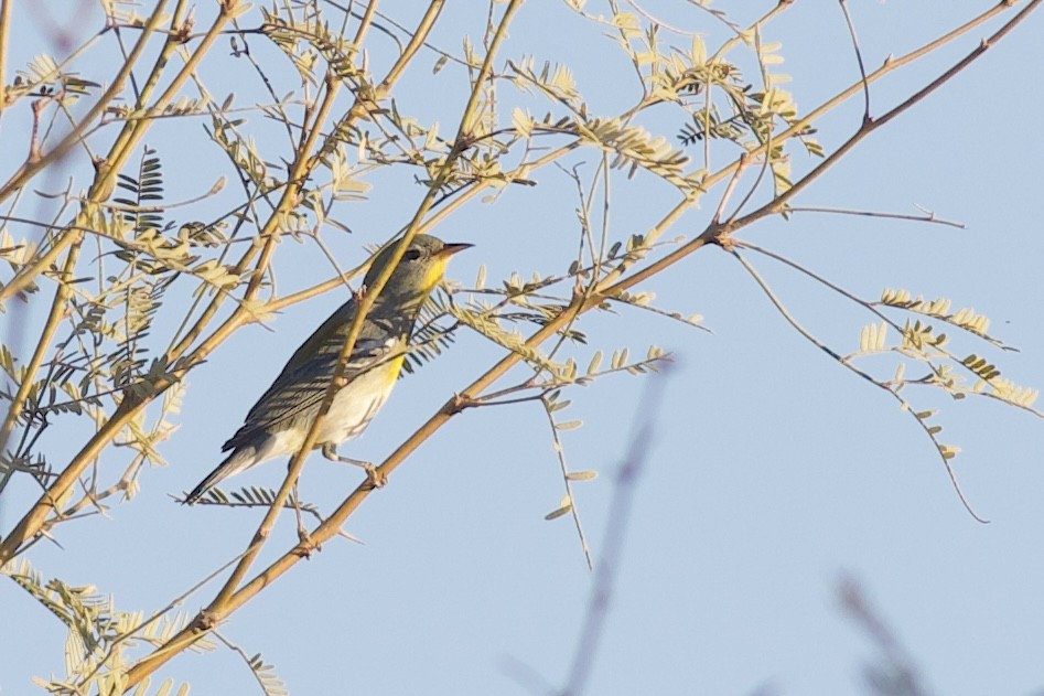 Meisenwaldsänger - ML644183395