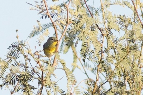 Meisenwaldsänger - ML644183396