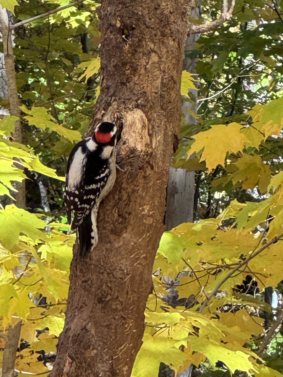 Downy Woodpecker - ML644183407