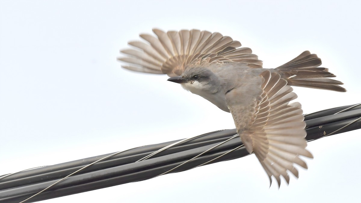 Gray Kingbird - ML644183432