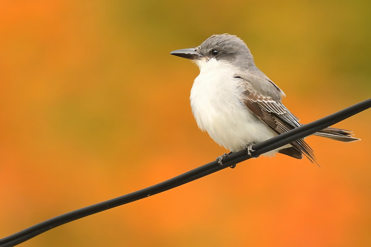 Gray Kingbird - ML644183433
