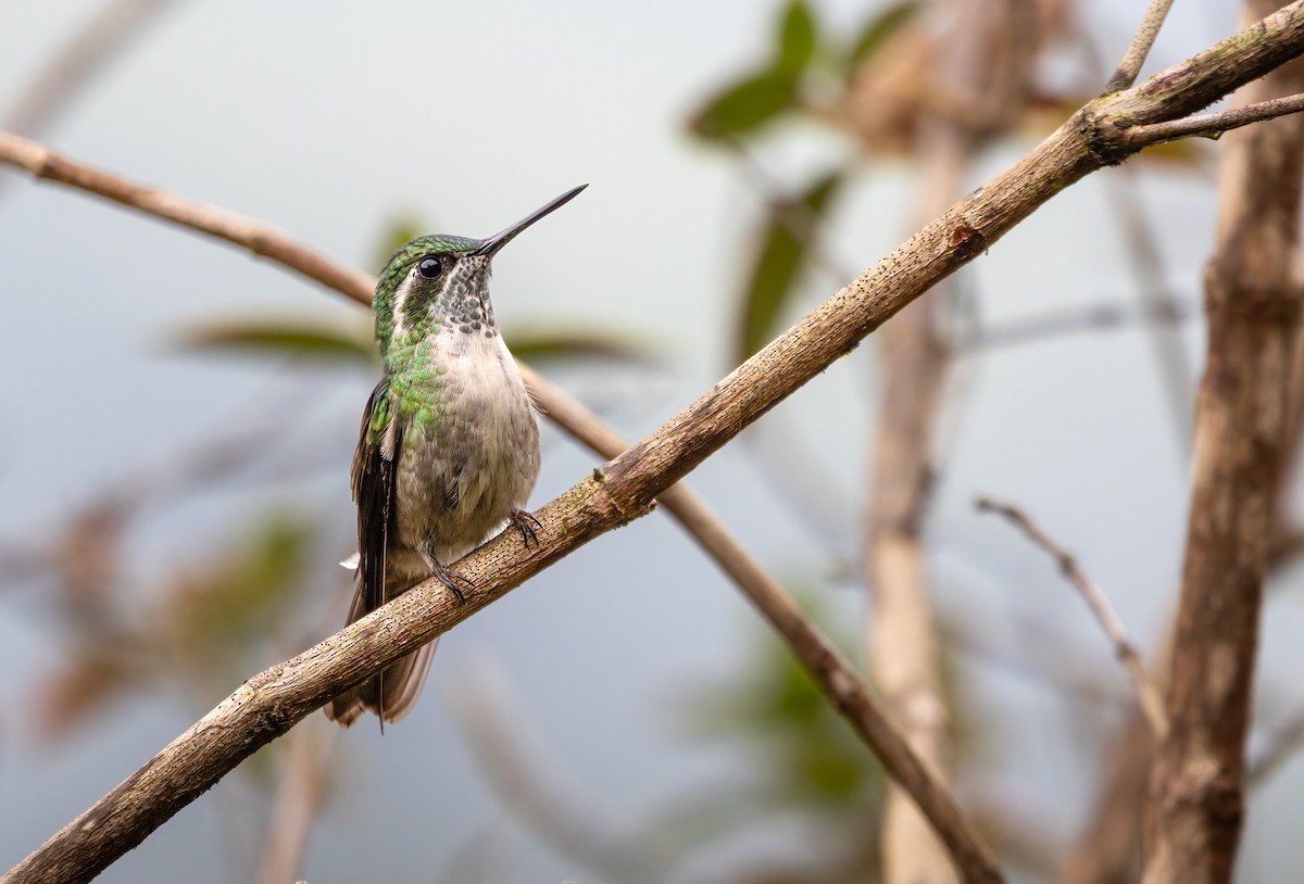 Green-throated Mountain-gem - ML644183434