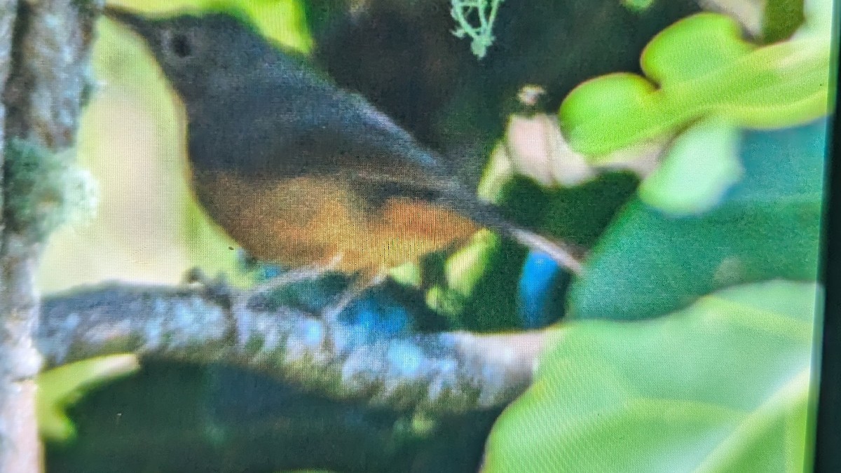 Little Shrikethrush (Rufous) - ML644183462