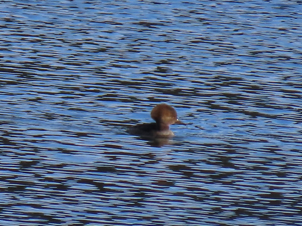 Hooded Merganser - ML644183466