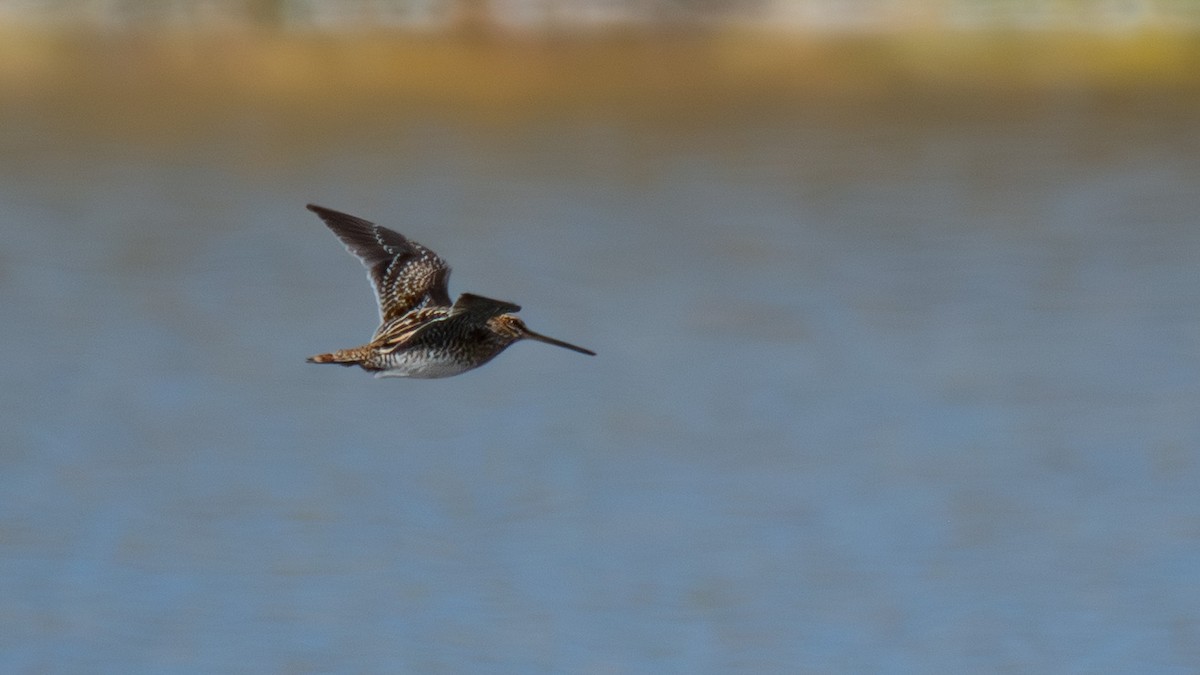 Wilson's Snipe - ML644183471