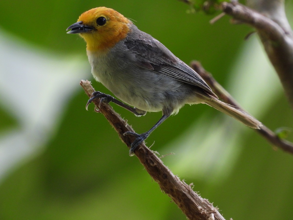Orange-headed Tanager - ML644183473