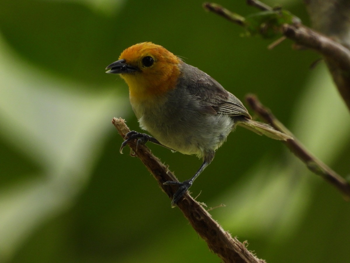 Orange-headed Tanager - ML644183474