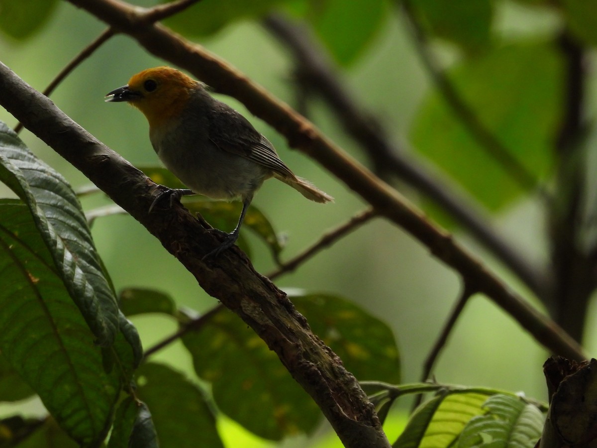 Orange-headed Tanager - ML644183475