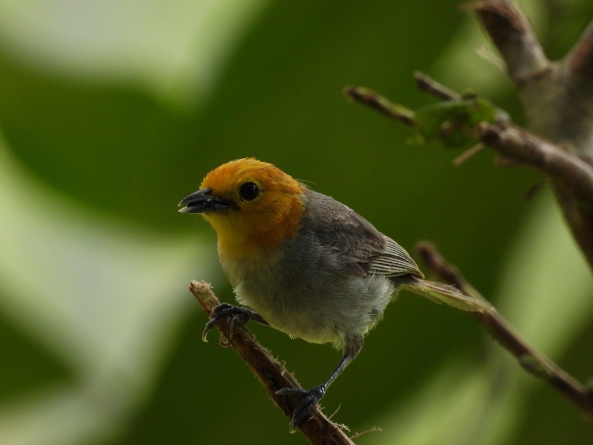 Orange-headed Tanager - ML644183476