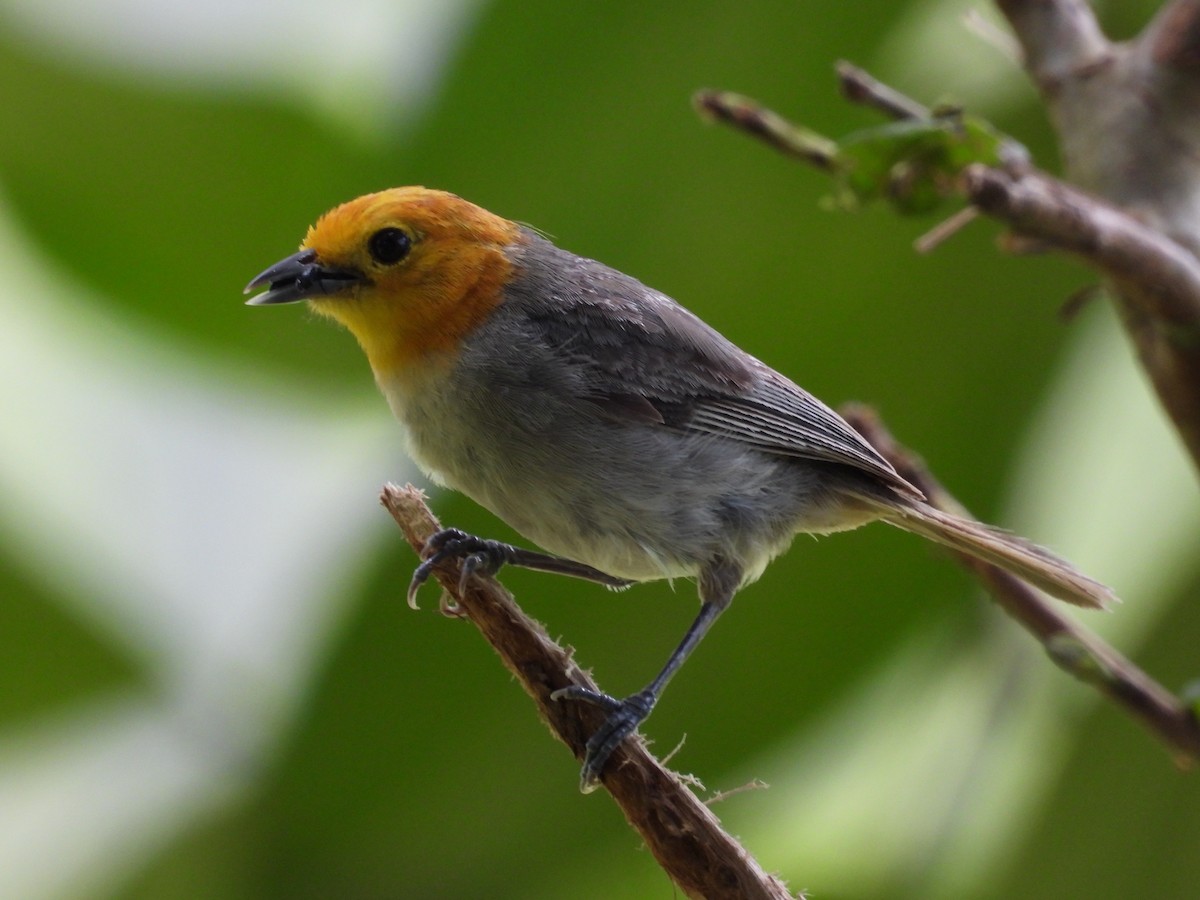 Orange-headed Tanager - ML644183477