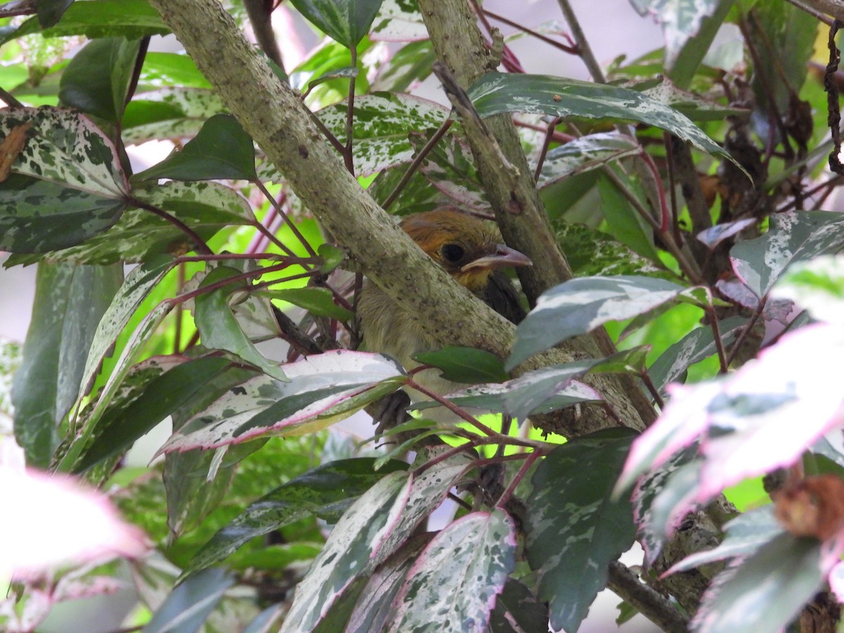 Orange-headed Tanager - ML644183478