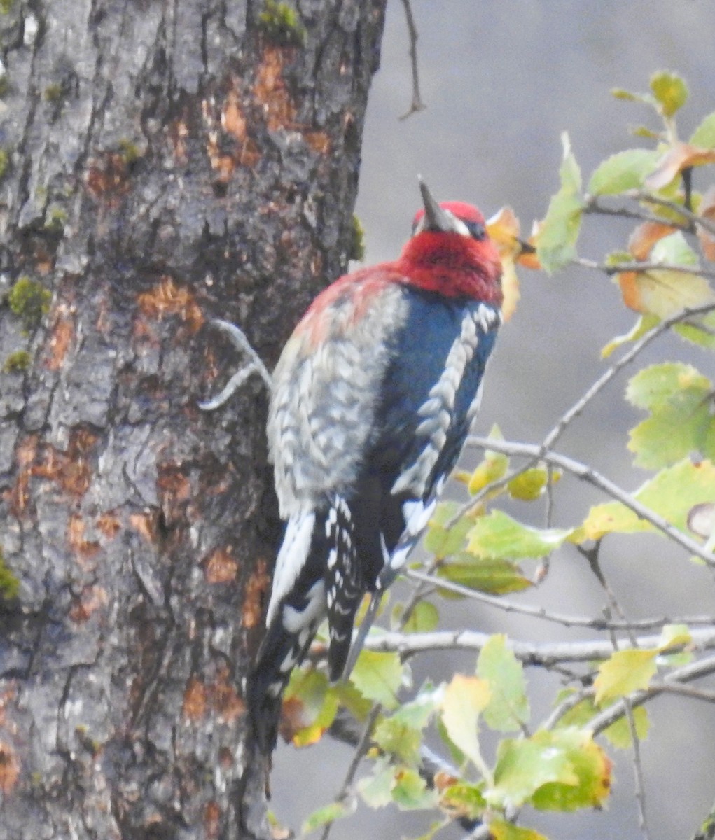 Red-naped x Red-breasted Sapsucker (hybrid) - ML644183480