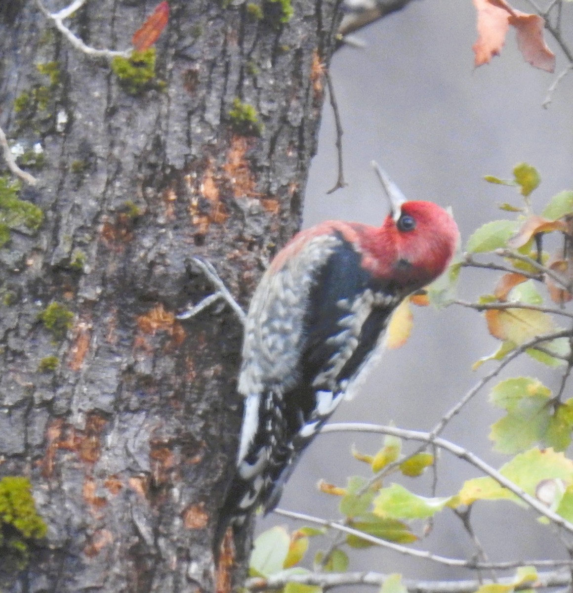 Red-naped x Red-breasted Sapsucker (hybrid) - ML644183494