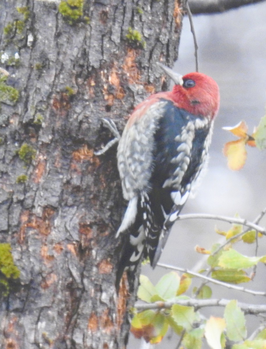 Red-naped x Red-breasted Sapsucker (hybrid) - ML644183496
