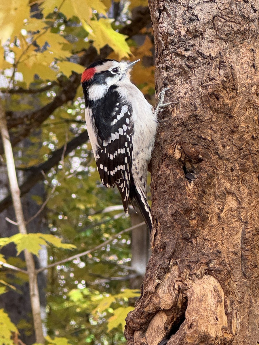 Downy Woodpecker - ML644183498
