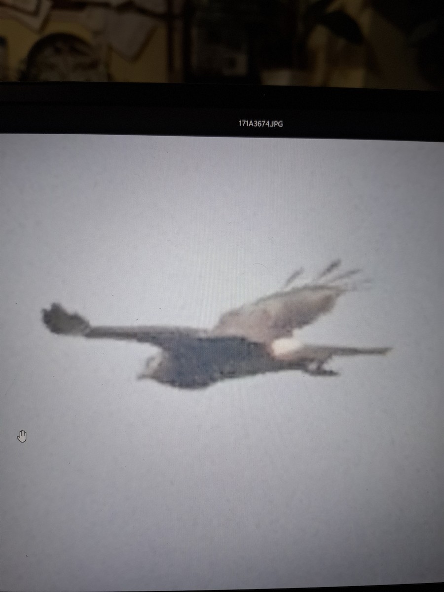 Pied Harrier - ML644183502