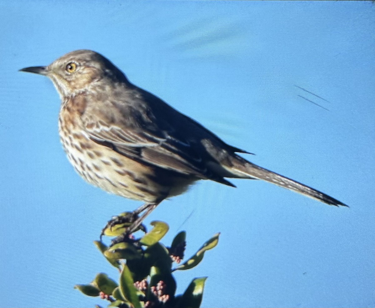 Sage Thrasher - ML644183504