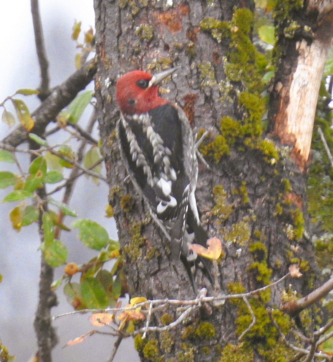 Red-naped x Red-breasted Sapsucker (hybrid) - ML644183508