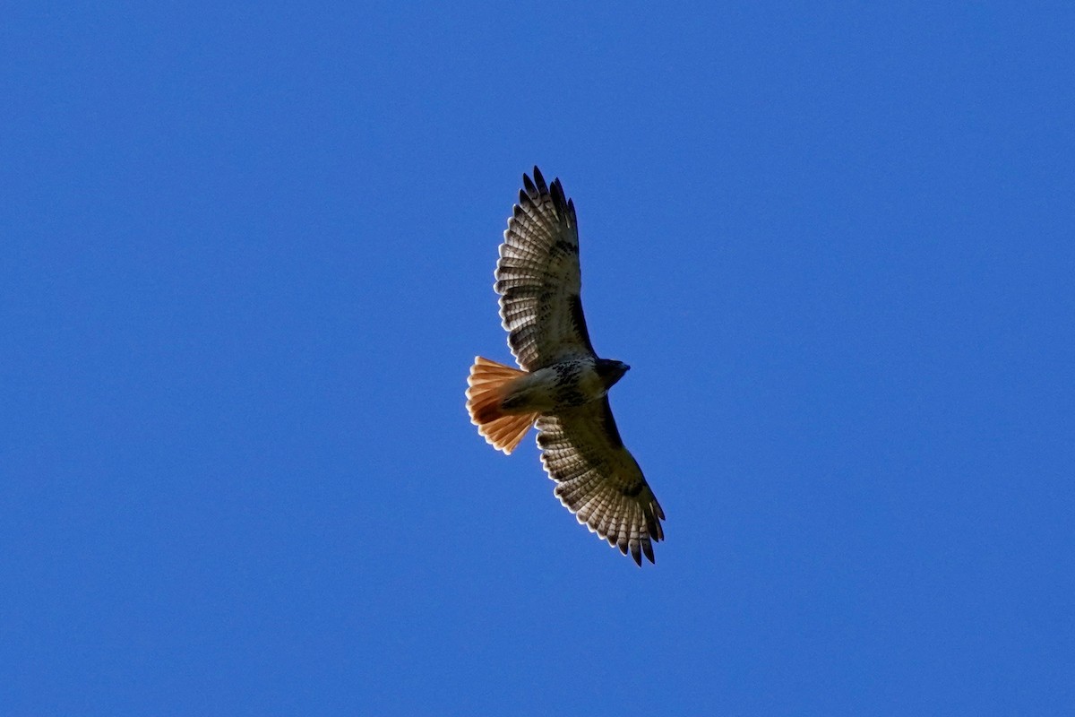 Red-tailed Hawk (borealis) - ML644183509