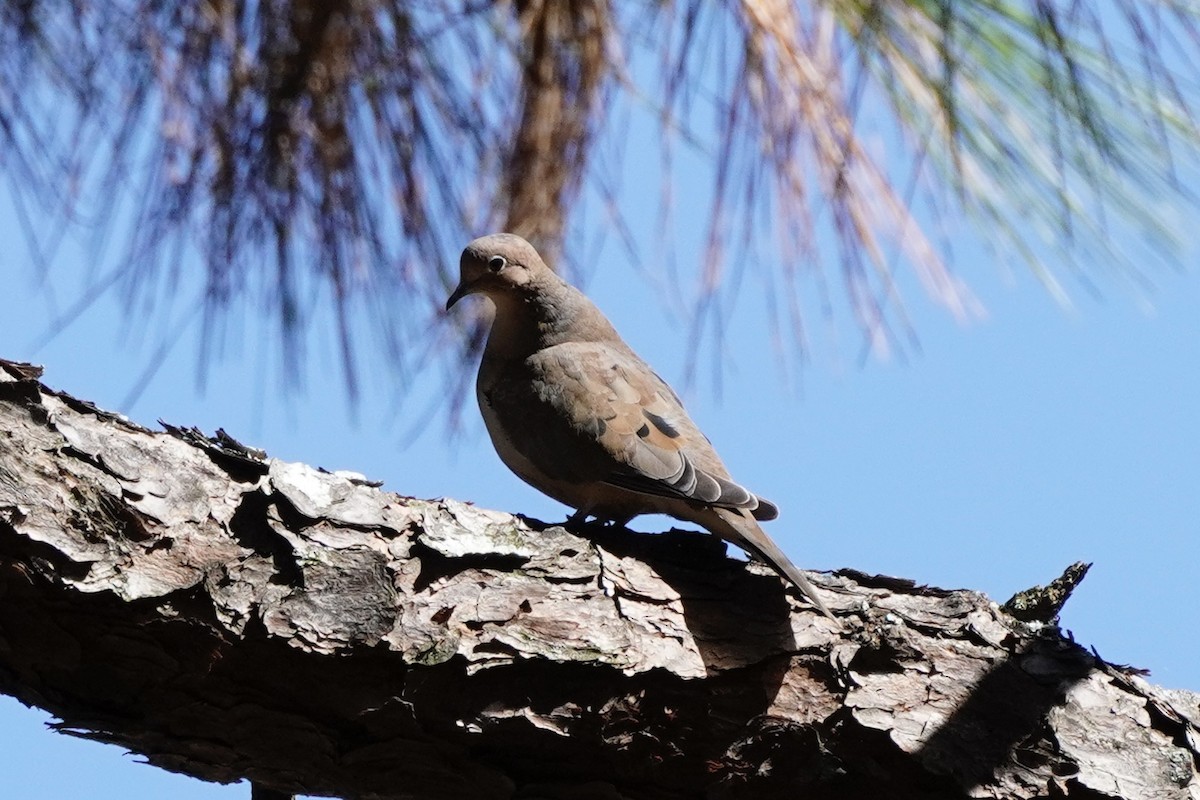 Mourning Dove - ML644183517